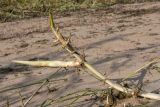 Phragmites australis. Верхушка извлечённого из субстрата корневища. Ленинградская обл., Кингисеппский р-н, окр. пос. Новое Гарколово, побережье Финского залива, песчаный пляж. 28.08.2016.