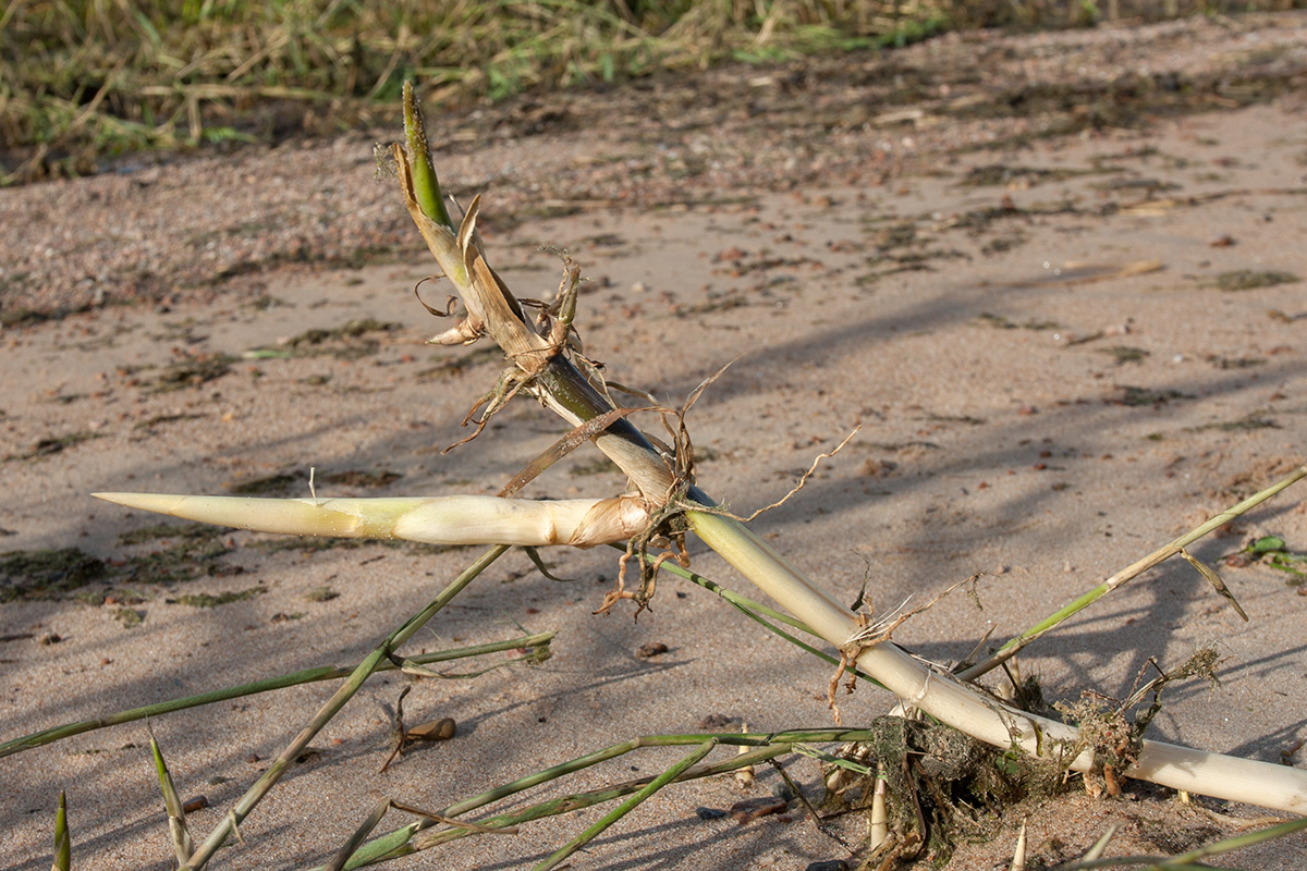 Изображение особи Phragmites australis.