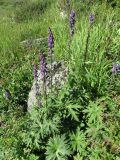 Aconitum leucostomum