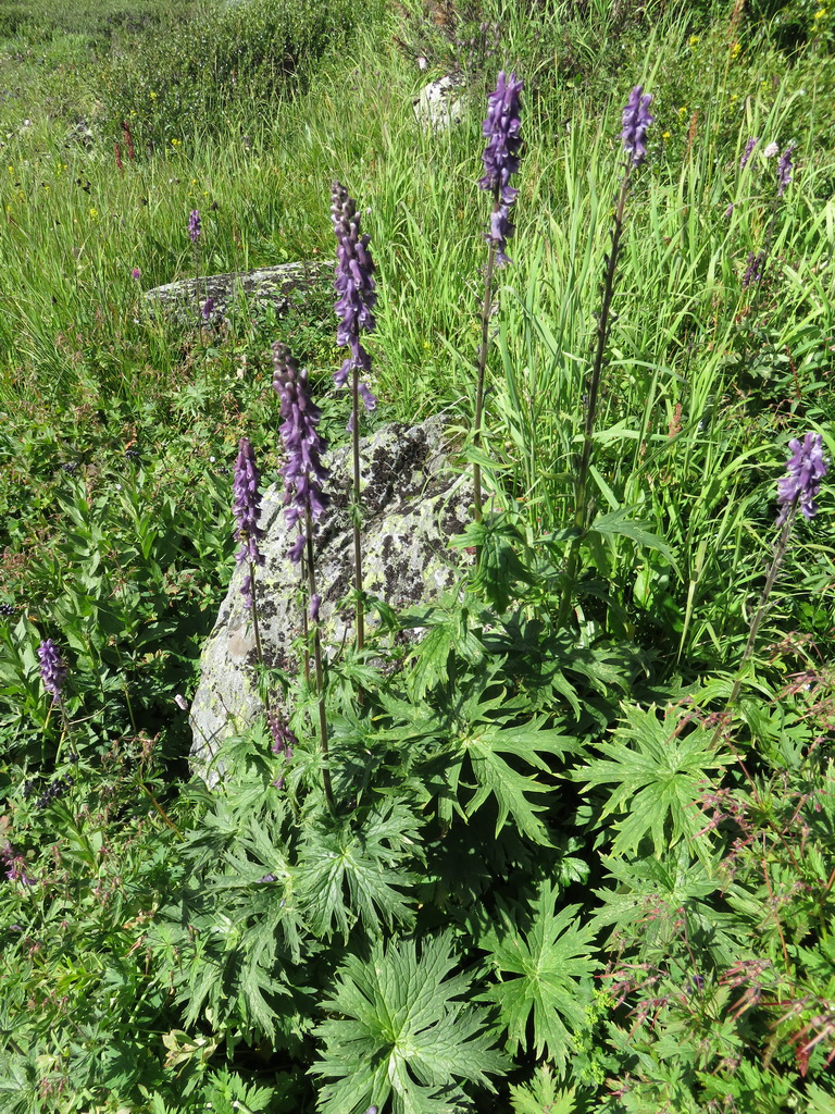 Image of Aconitum leucostomum specimen.