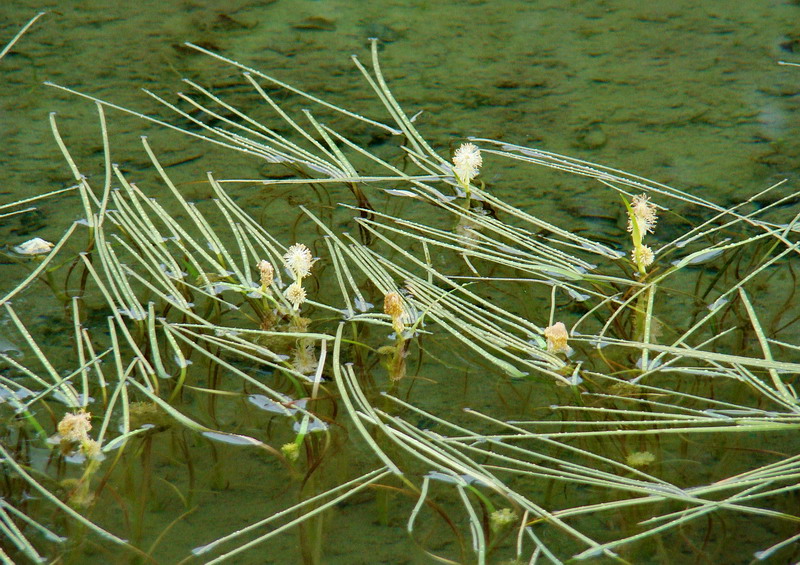 Image of Sparganium angustifolium specimen.