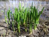 Leucojum aestivum