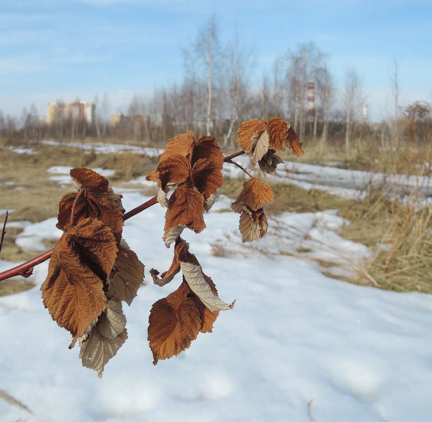 Image of Rubus idaeus specimen.