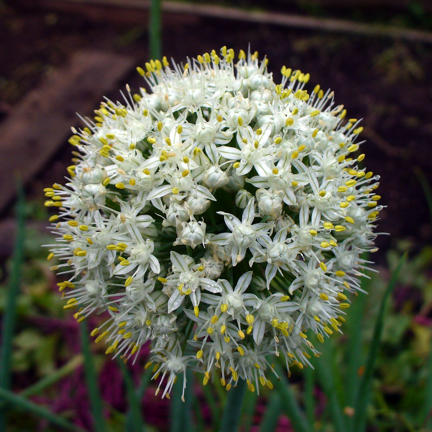 Image of Allium cepa specimen.