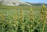 Veratrum lobelianum