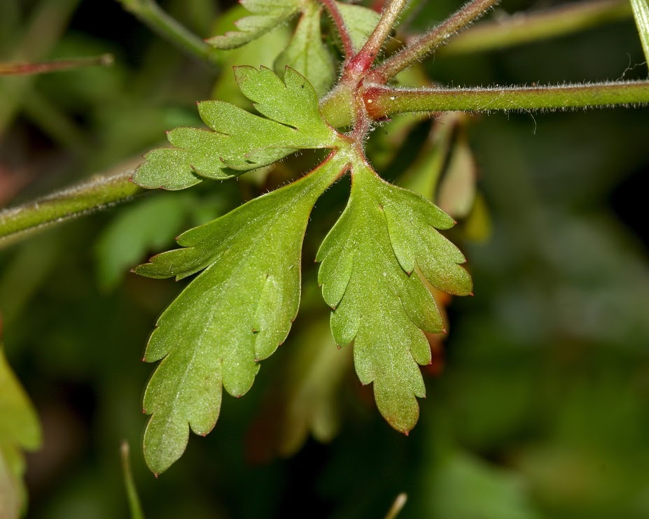 Image of Geranium robertianum specimen.