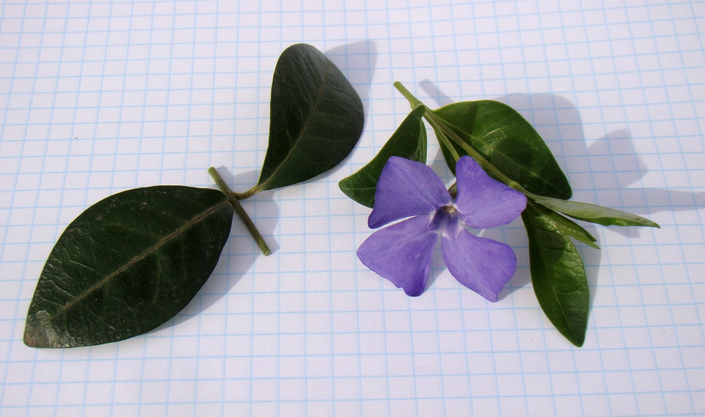 Image of Vinca minor specimen.