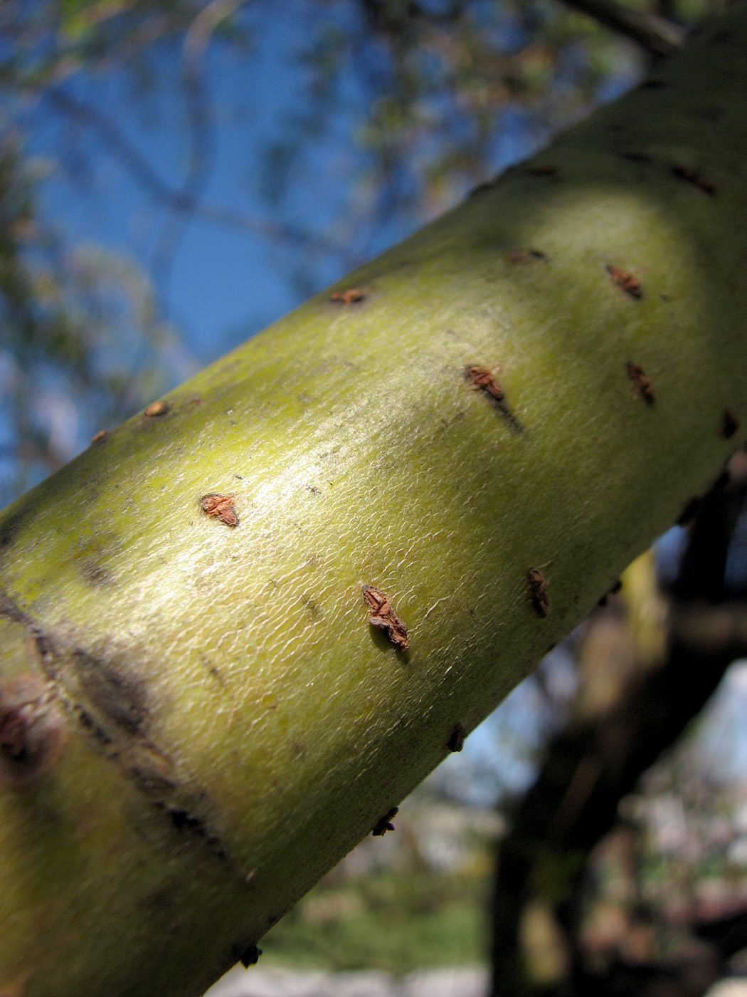 Image of Salix &times; sepulcralis specimen.