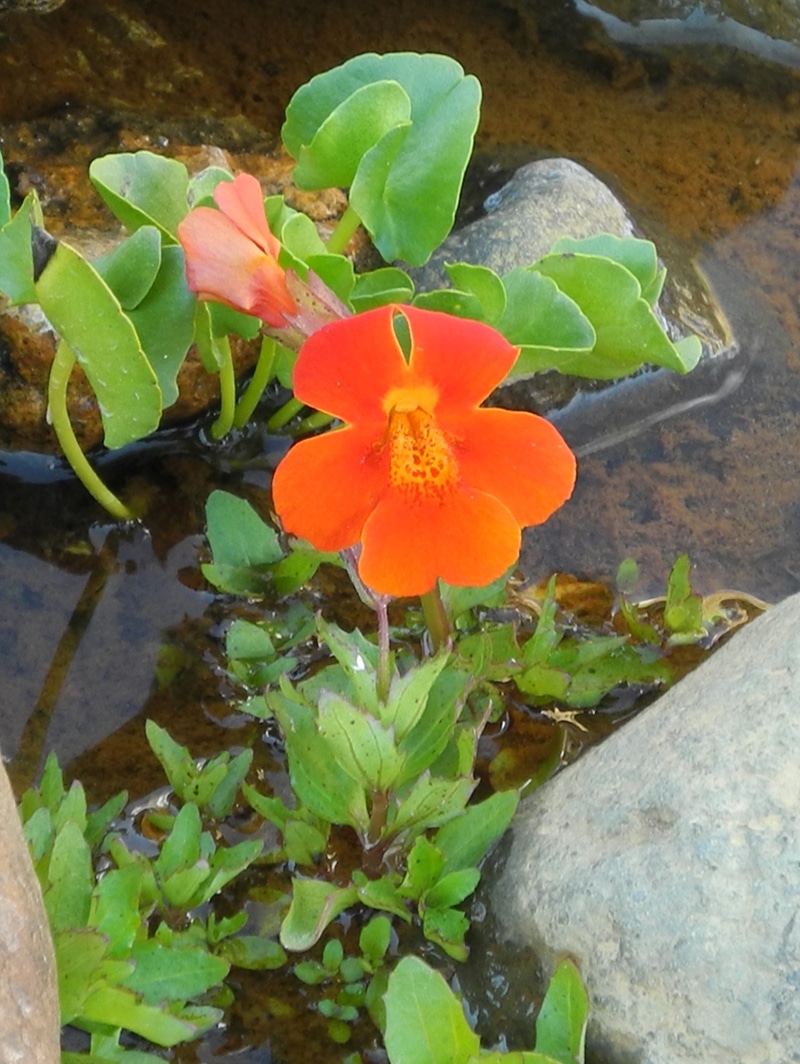 Изображение особи Mimulus cupreus.