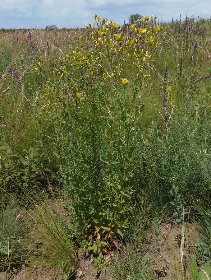 Изображение особи Hypericum elegans.