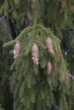 Picea &times; fennica