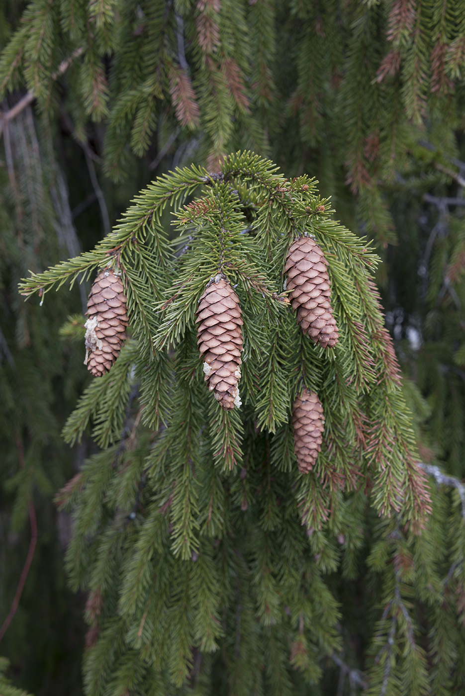 Image of Picea &times; fennica specimen.