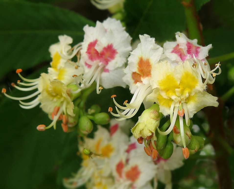 Изображение особи Aesculus hippocastanum.