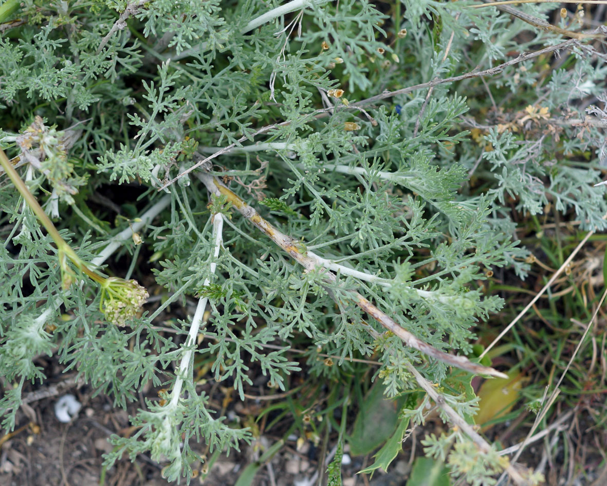 Image of genus Artemisia specimen.