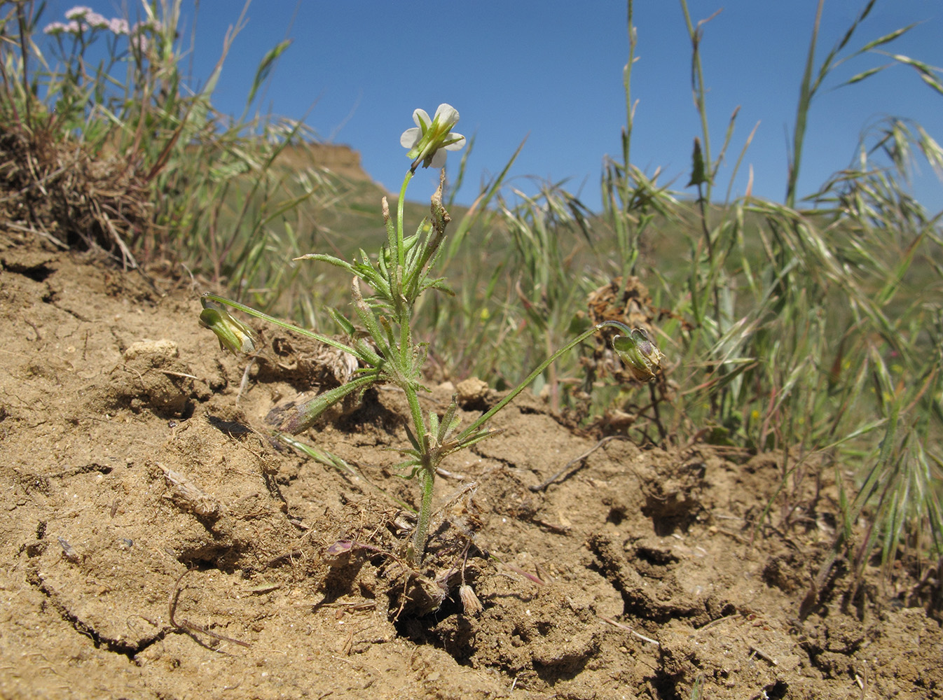 Image of Viola kitaibeliana specimen.