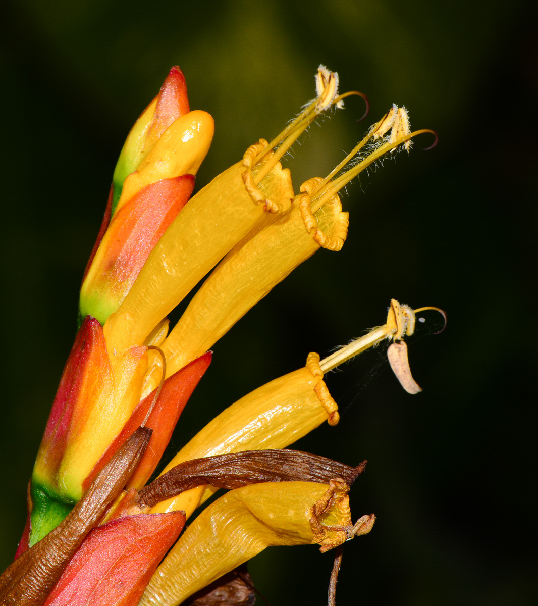 Изображение особи Sanchezia speciosa.