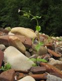 Epilobium montanum