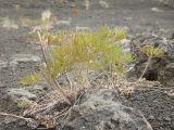 Pulsatilla multifida