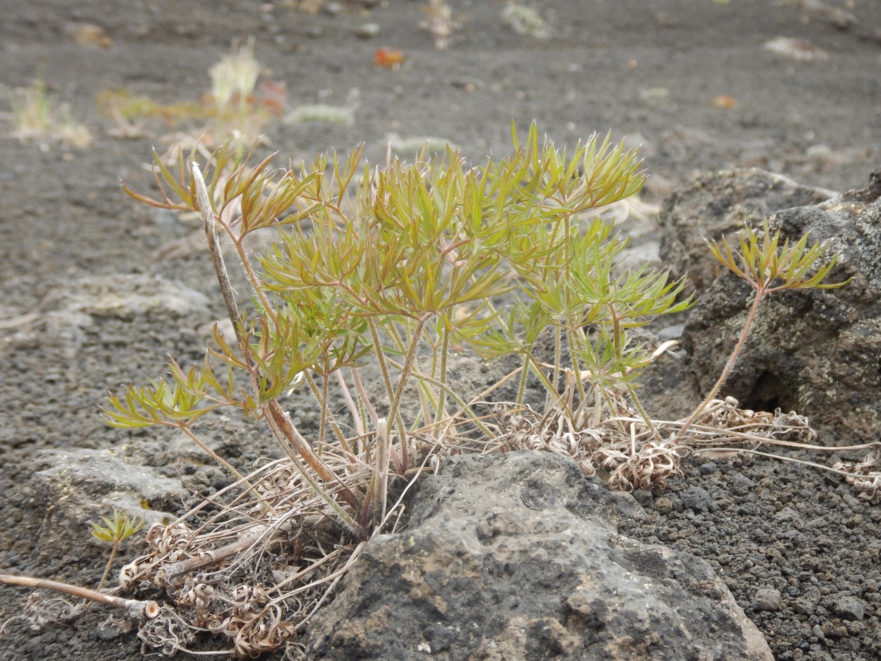 Image of Pulsatilla multifida specimen.