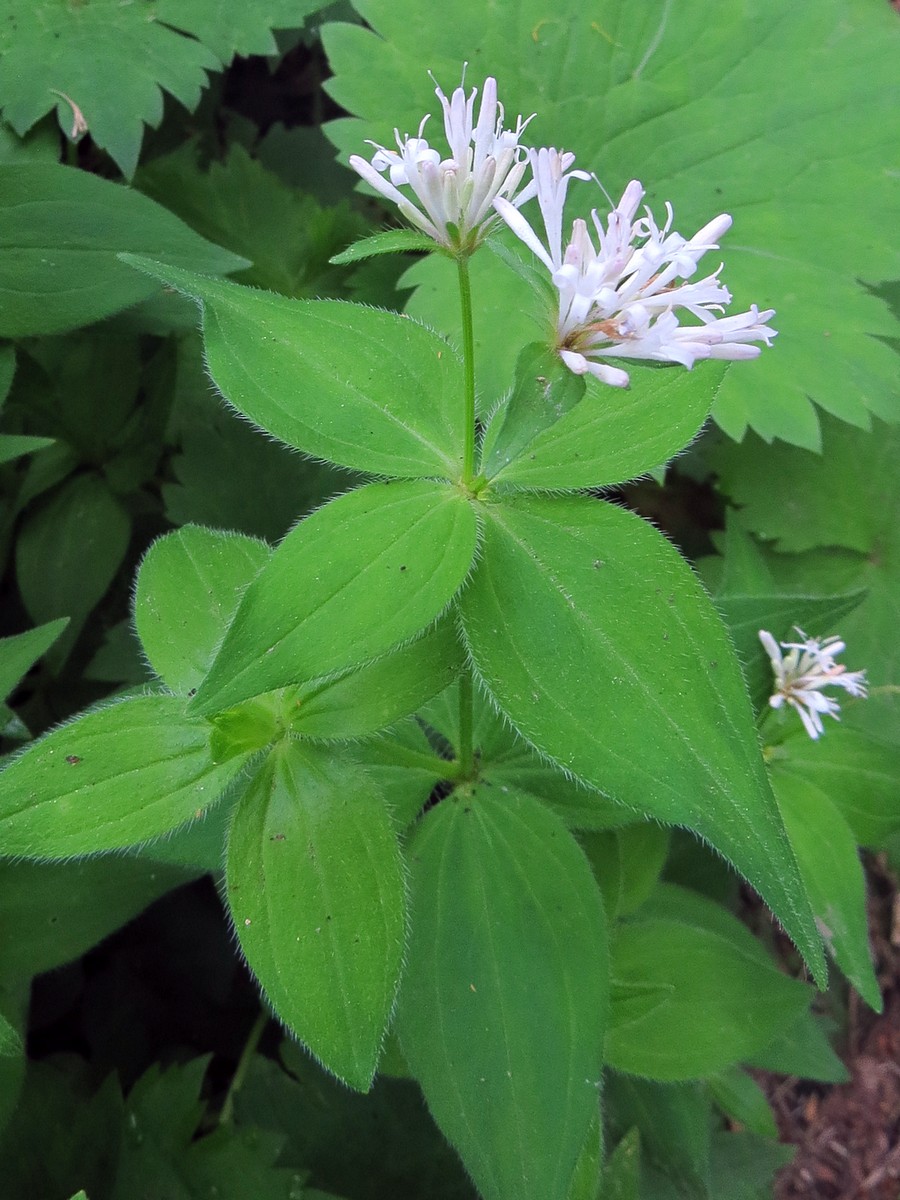 Image of Asperula caucasica specimen.