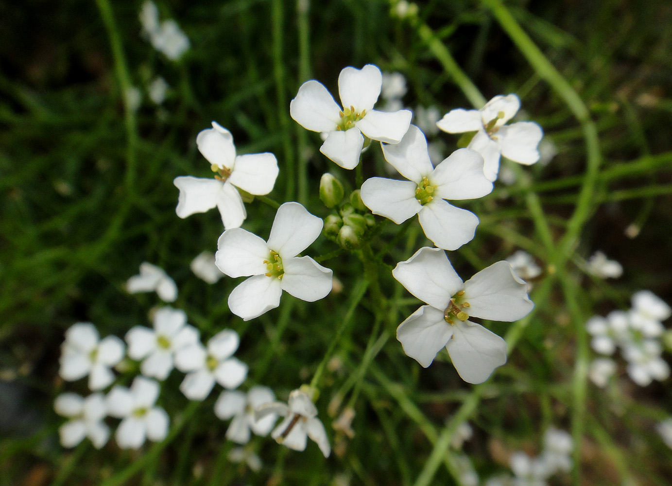 Изображение особи Dontostemon pinnatifidus.