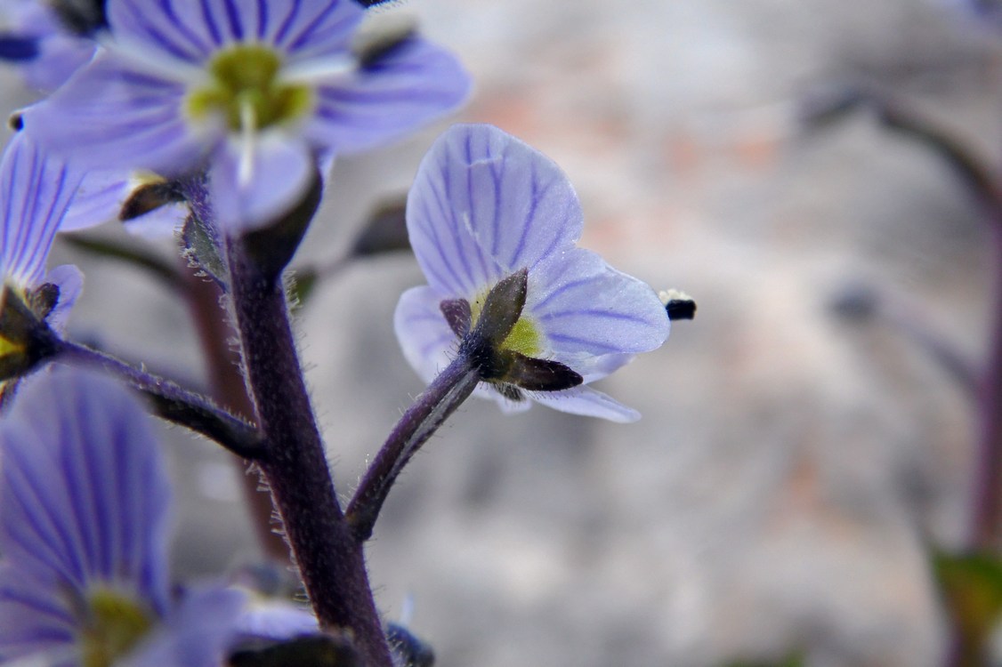 Image of Veronica gentianoides specimen.