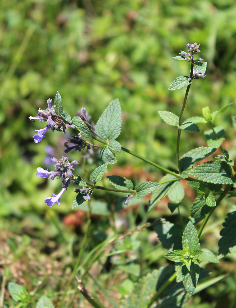 Image of Nepeta grandiflora specimen.