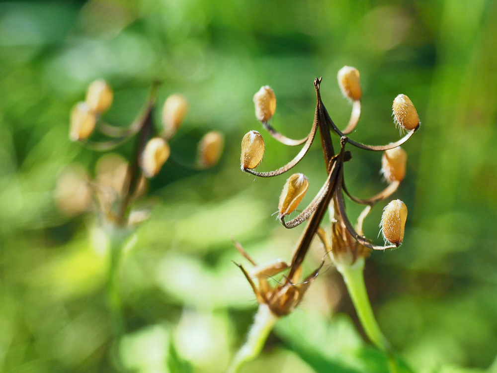 Image of Geranium sibiricum specimen.