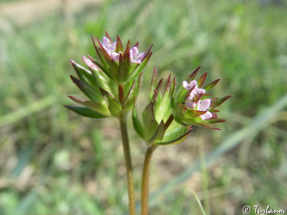 Изображение особи Sherardia arvensis.