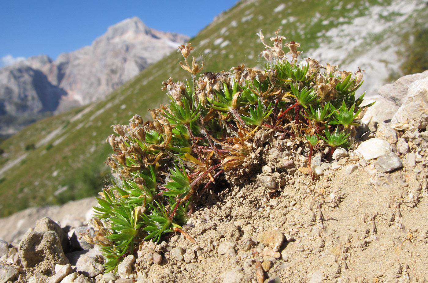 Image of Androsace barbulata specimen.