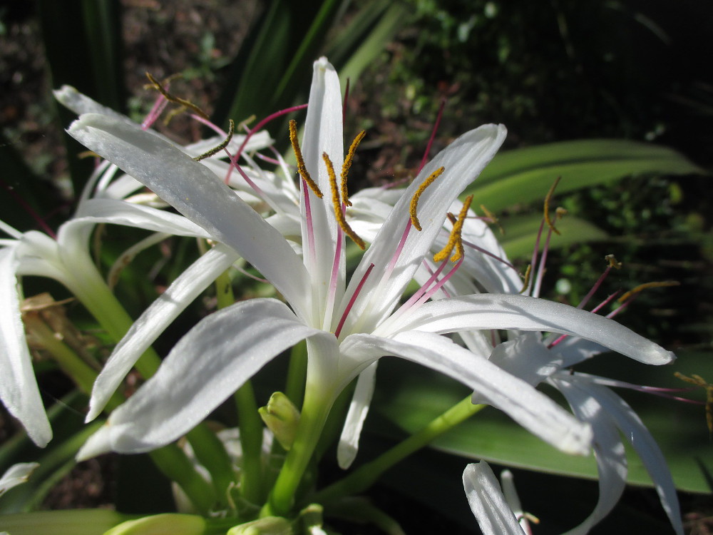 Image of Crinum asiaticum var. pedunculatum specimen.