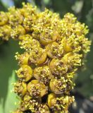 Euphorbia cooperi