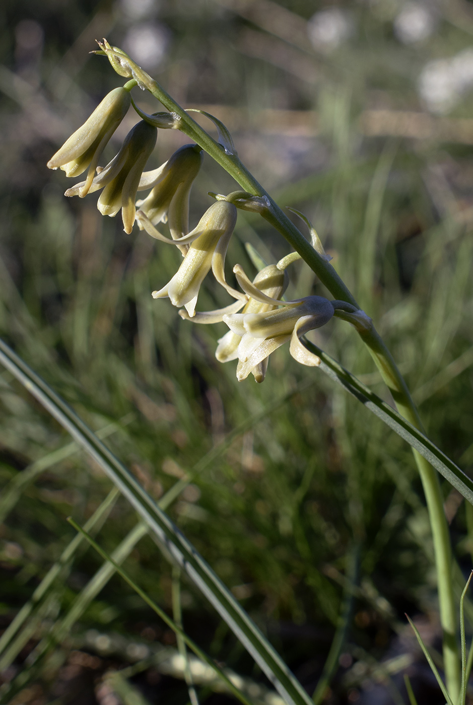 Image of Dipcadi serotinum specimen.