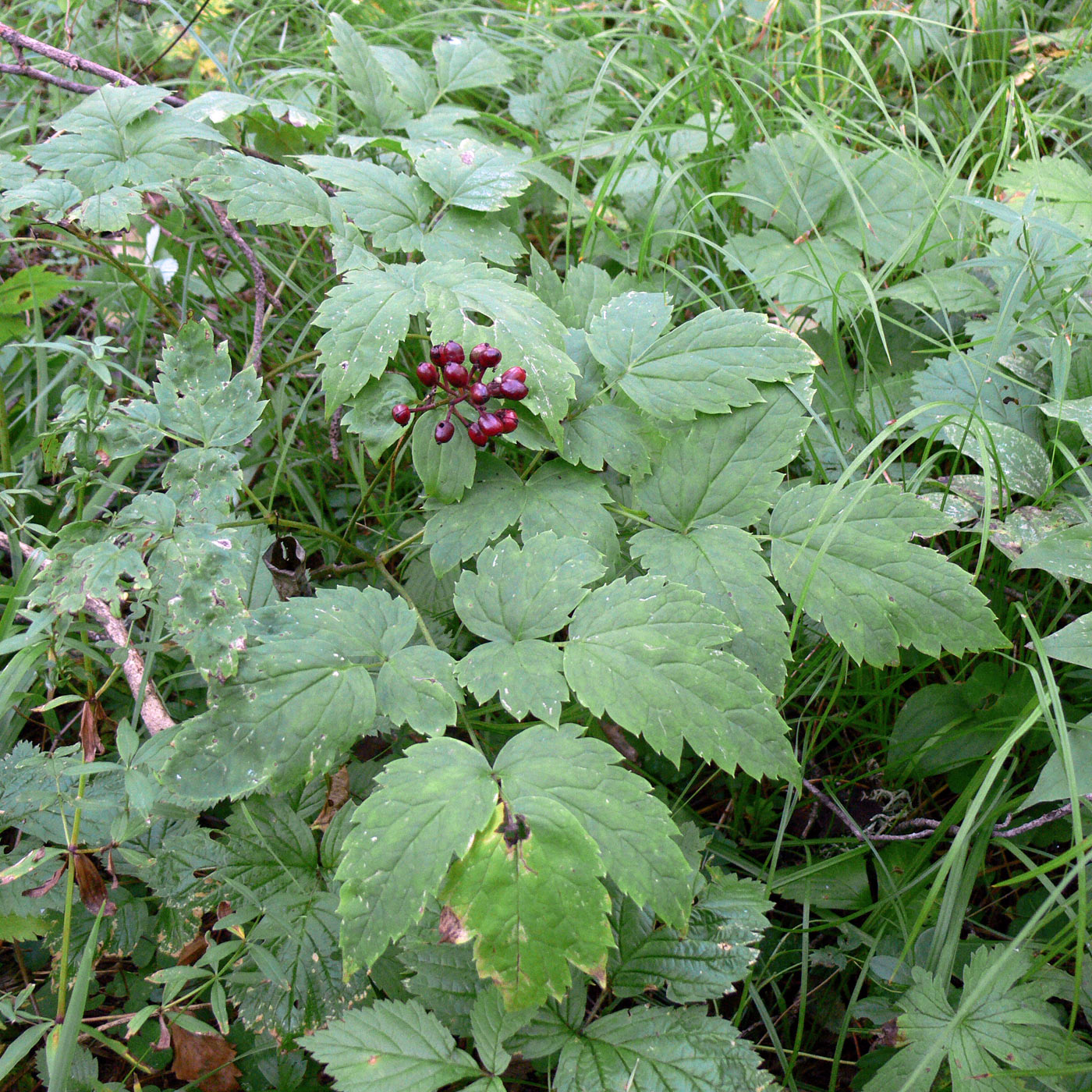 Изображение особи Actaea erythrocarpa.