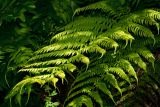 Woodwardia radicans. Вайи. Греция, о-в Крит, ном Ханья (Νομός Χανίων), дим Платаньяс (Δήμος Πλατανιά), долина Фаса, ≈ 300 м н.у.м., крутой склон у опушки приречного платанового леса. 22 июня 2017 г.