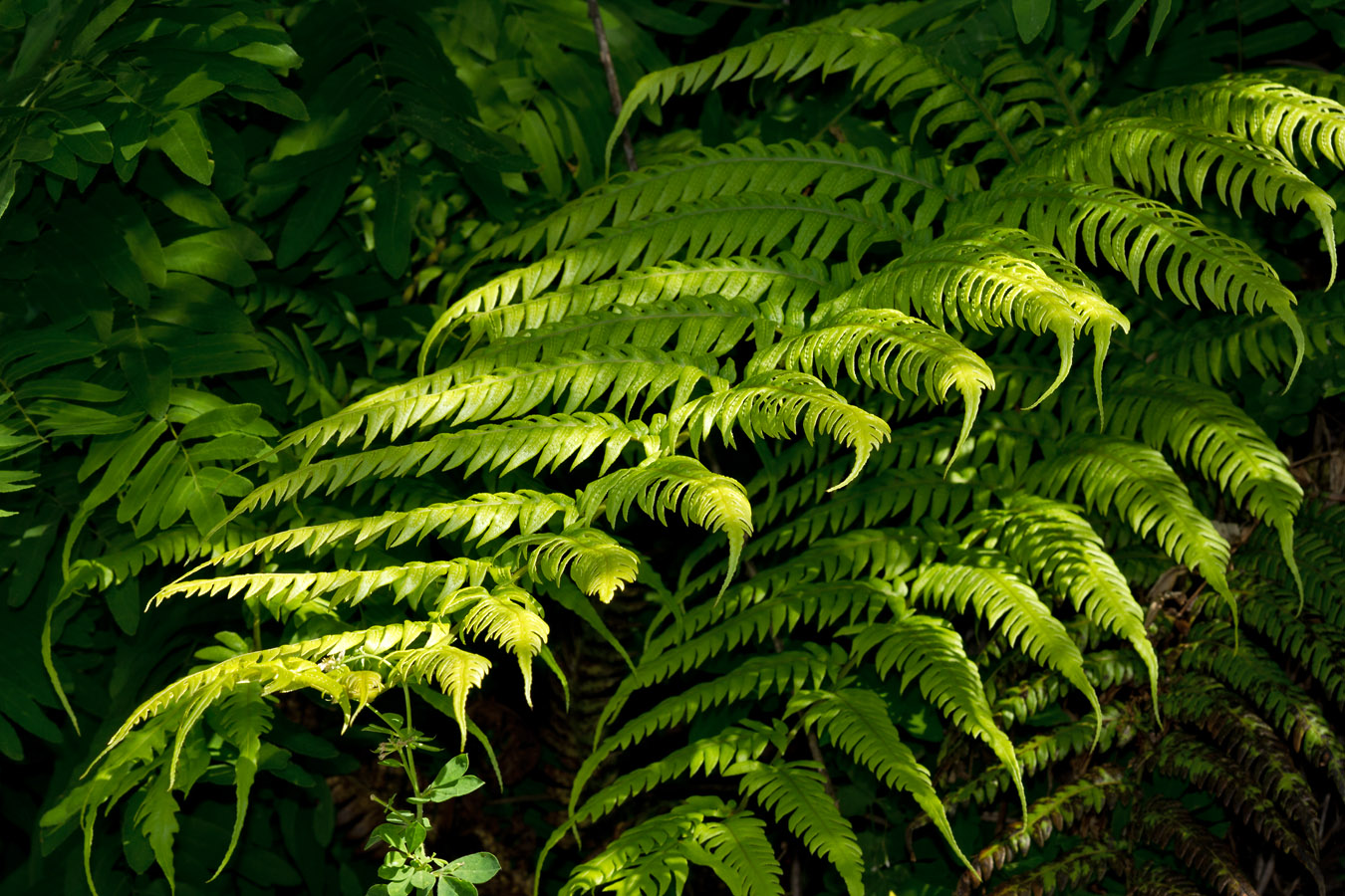 Image of Woodwardia radicans specimen.