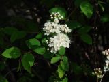 Spiraea flexuosa. Верхушка цветущего растения. Иркутская обл., Шелеховский р-н, окр. с. Шаманка, осыпь у подножия утёса. 22.05.2017.