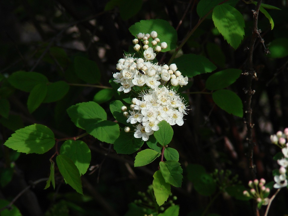 Image of Spiraea flexuosa specimen.