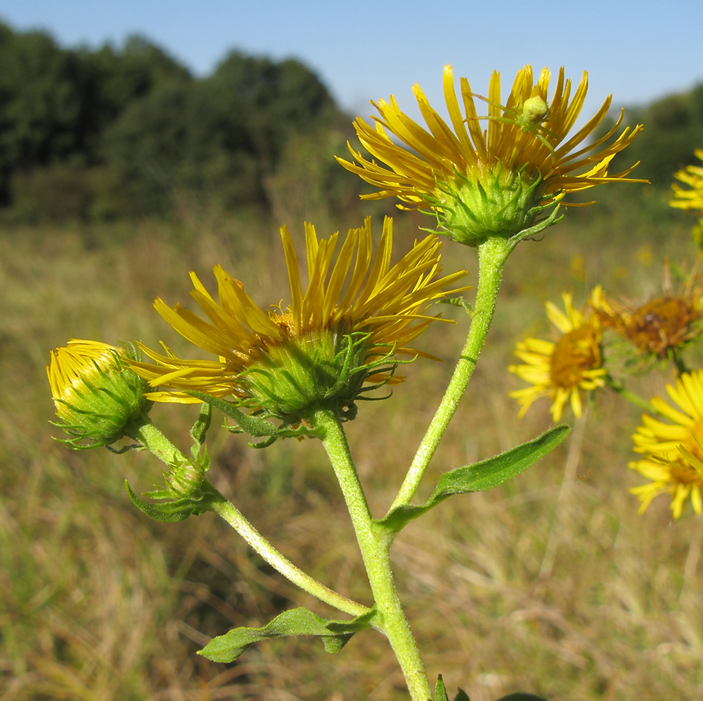 Изображение особи Inula britannica.