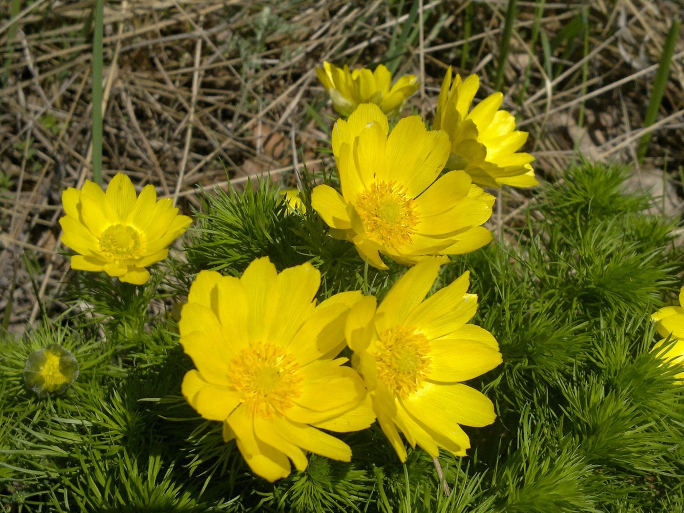 Изображение особи Adonis vernalis.