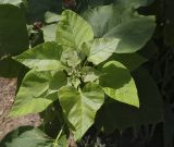 Catalpa bignonioides