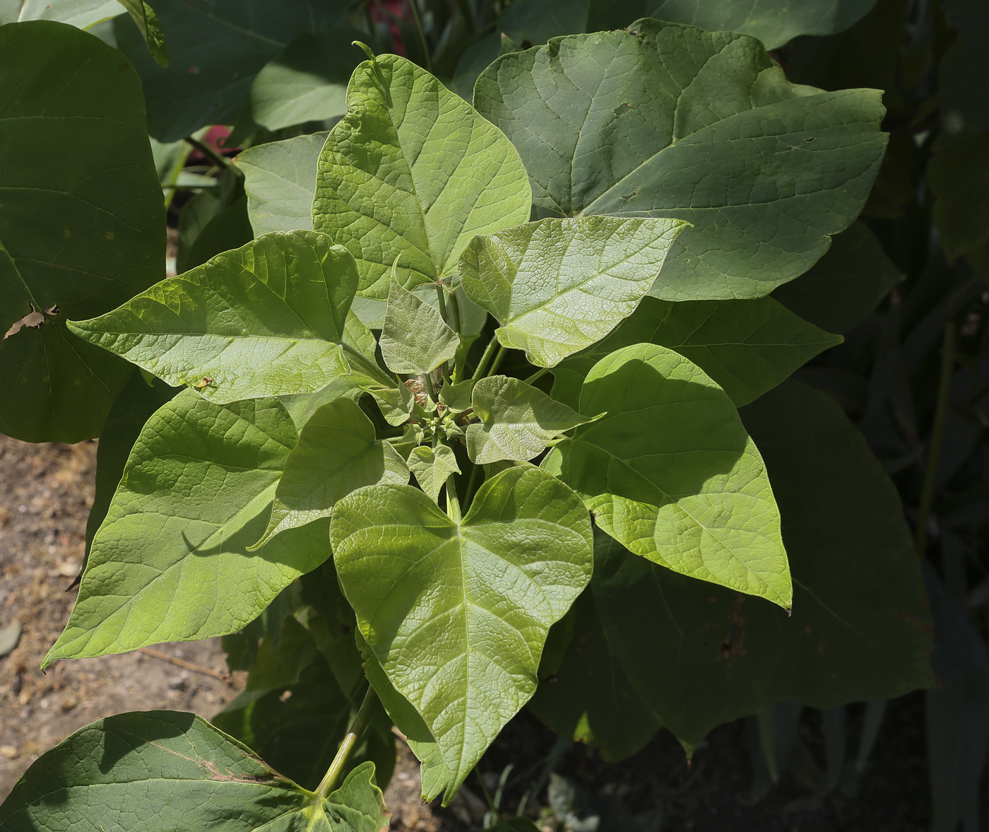 Изображение особи Catalpa bignonioides.