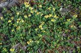 Astragalus subspecies parviflorus