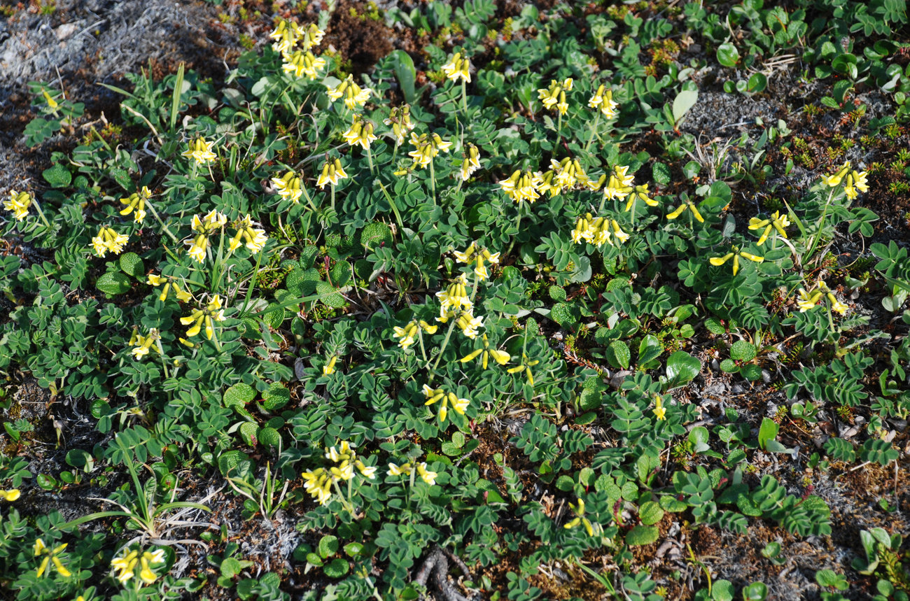 Image of Astragalus frigidus ssp. parviflorus specimen.