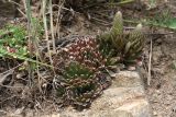 Orostachys spinosa. Куртина растений (справа - с начавшими развитие цветоносами). Иркутская обл., Иркутский р-н, пос. Листвянка, скалистый берег. 27.07.2017.
