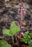 Petasites hybridus