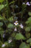 genus Euphrasia