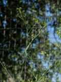 Bupleurum kakiskalae