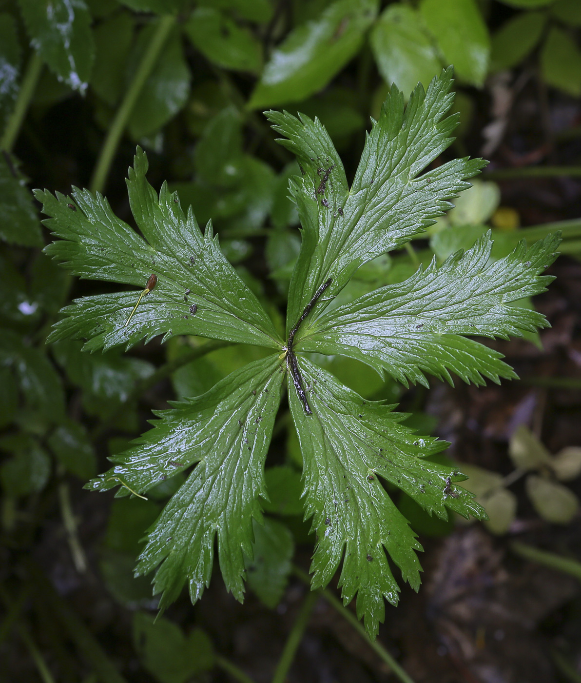 Image of Trollius europaeus specimen.