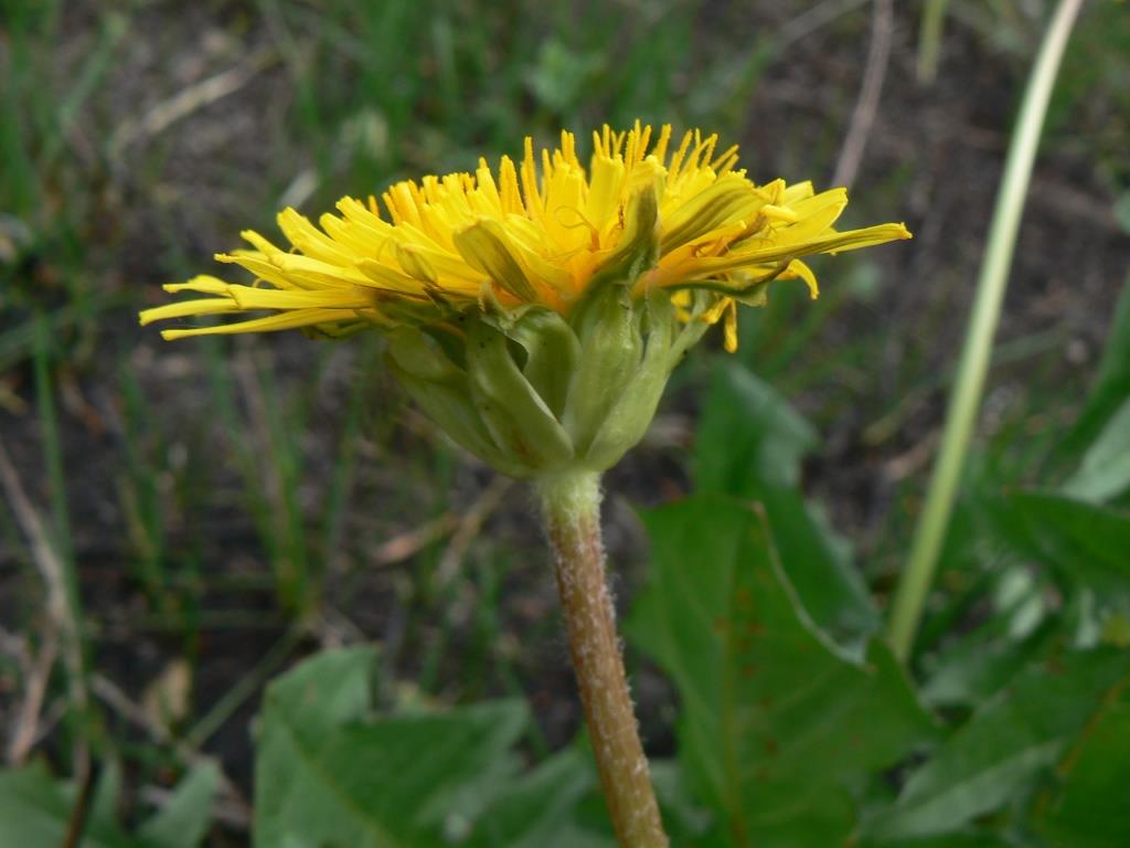 Image of Taraxacum brassicifolium specimen.